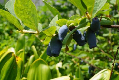 Что значит сорт самобесплодный. Что означает сорт самобесплодный? 08 Что значит сорт самобесплодный. Что означает сорт самобесплодный? 08