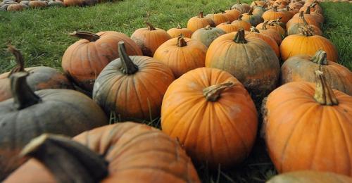 Доспевает ли дома тыква. Можно ли и как заставить созреть недозрелую тыкву 05