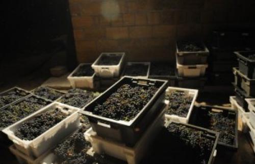 Сухое вино своими руками. Рецептура сухого домашнего вина