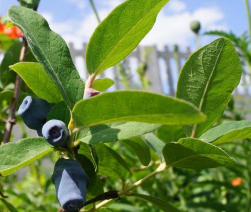 Что значит сорт самобесплодный. Что означает сорт самобесплодный? 06 Что значит сорт самобесплодный. Что означает сорт самобесплодный? 06