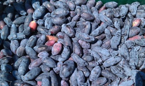 Что значит сорт самобесплодный. Что означает сорт самобесплодный? 12 Что значит сорт самобесплодный. Что означает сорт самобесплодный? 12