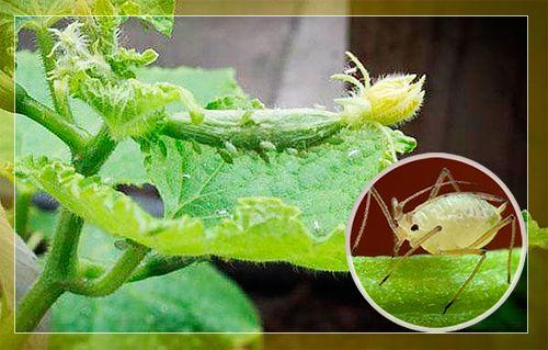 Самобесплодный сорт, что это. Что означает сорт самобесплодный? 16