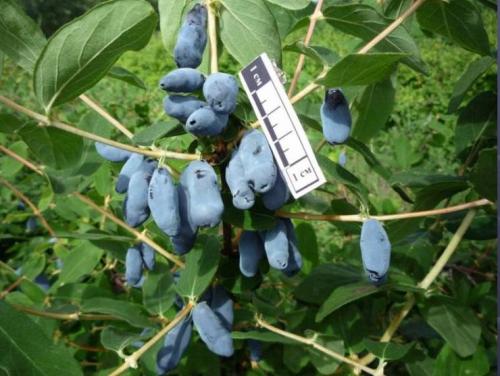 Что значит сорт самобесплодный. Что означает сорт самобесплодный? 10 Что значит сорт самобесплодный. Что означает сорт самобесплодный? 10