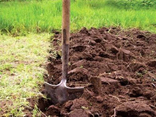 Когда разбрасывать навоз осенью или весной. Виды навоза 01