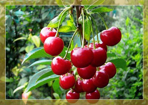 Самобесплодный сорт, что это. Что означает сорт самобесплодный? 10