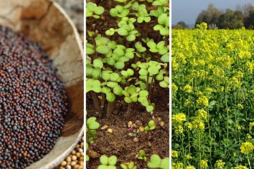 Как сеять горчицу в теплице. Как правильно сеять горчицу?