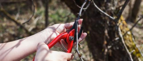 Обрезка яблони осенью для начинающих в картинках пошагово. Как и когда правильно обрезать яблоню осенью, схемы для начинающих с картинками