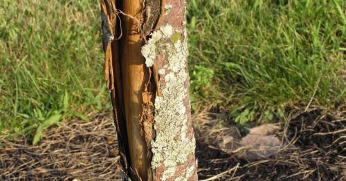 Почему трескается кора на плодовых деревьях и чем лечить. Почему трескаются деревья весной: причины и методы лечения