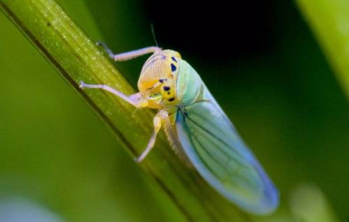 Почему у красных помидор сердцевина белая. Причины появления белой середины томатов 03
