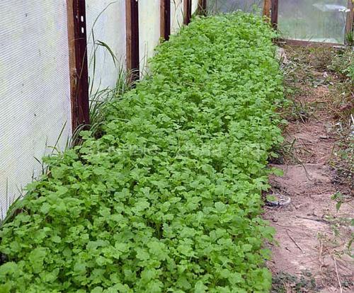 Какие сидераты лучше сеять в теплице. Почему сидераты нужно сеять в теплице? 03