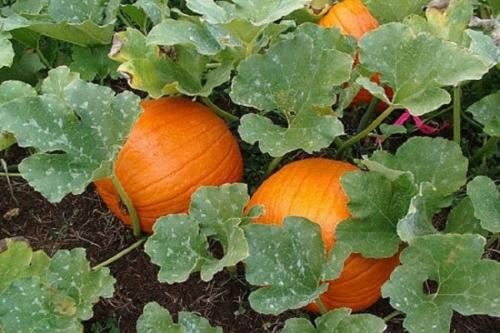 Когда можно снимать тыкву с грядки. Как определить спелость тыквы и ее сроки созревания для уборки с грядки