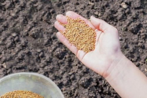 Как сеять горчицу в теплице. Как правильно сеять горчицу?