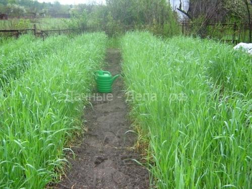 Какие сидераты лучше сеять в теплице. Почему сидераты нужно сеять в теплице? 04