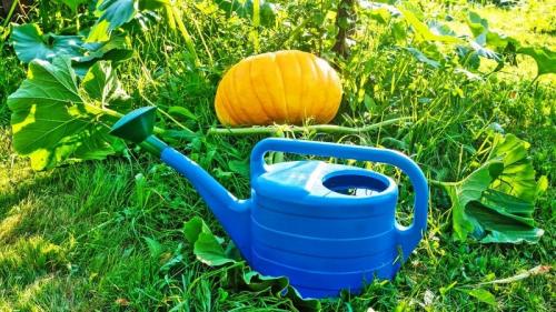 Почему тыкву надо часто поливать. Как поливать тыкву в открытом грунте: пошаговая инструкция для начинающих огородников