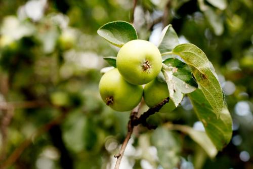 Как бороться с паршой на плодовых деревьях осенью. Почему так трудно бороться с паршой на яблоне