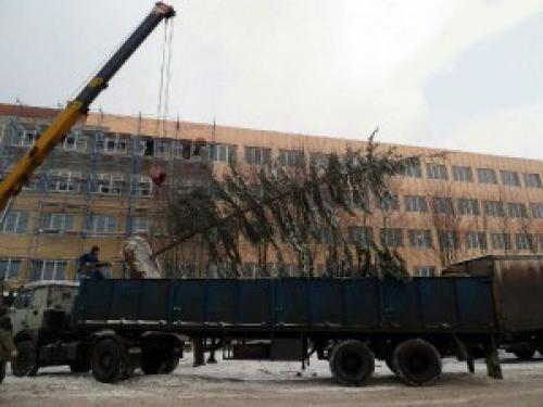 Когда лучше пересаживать ель из леса на участок. Требования туй: 02