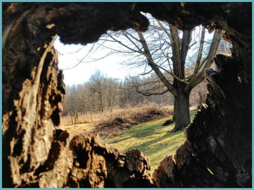 Дыра в стволе яблони. Пломба из монтажной пены
