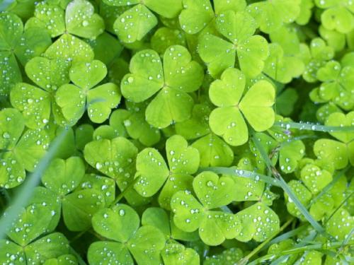 Какой страны символ красная роза. Красная роза - флористический символ Англии 03