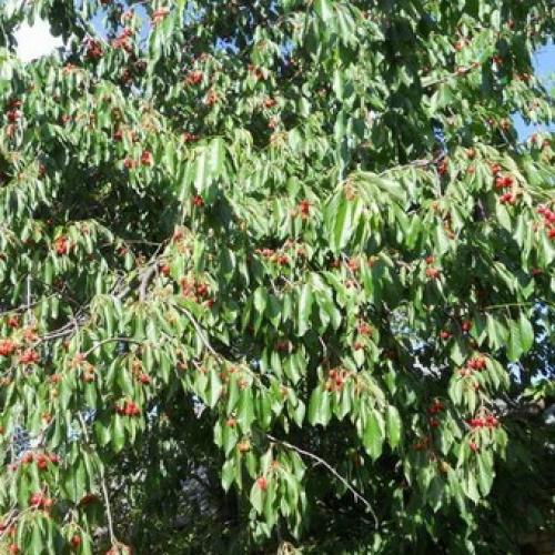 На какой год плодоносит черешня. Фотогалерея