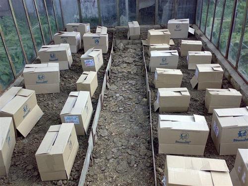 Подмерзла рассада капусты. ЕСЛИ ПОДМЕРЗЛА РАССАДА!