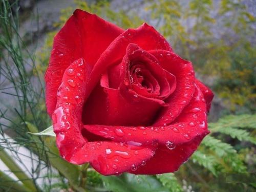 Какой страны символ красная роза. Красная роза - флористический символ Англии 02