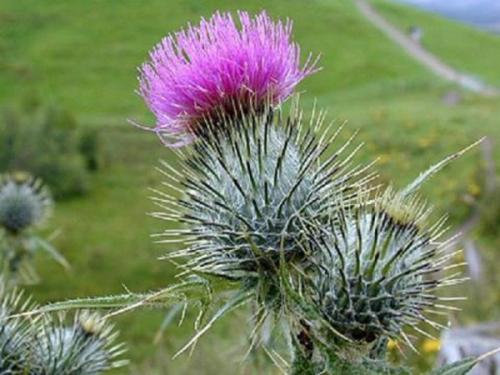 Какой страны символ красная роза. Красная роза - флористический символ Англии 06