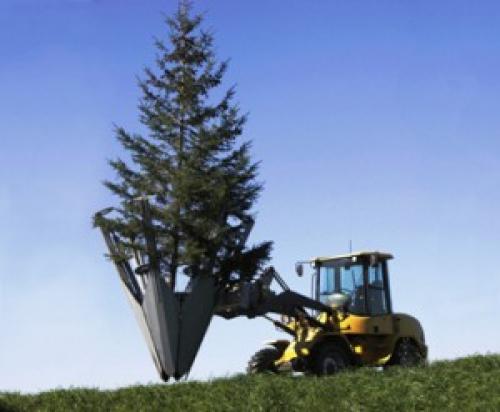 Когда лучше пересаживать ель из леса на участок. Требования туй: 01