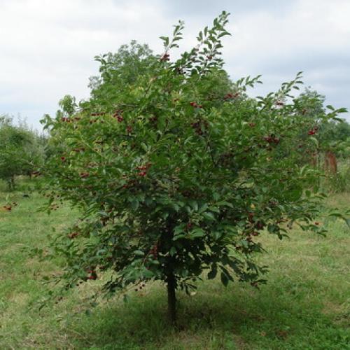 На какой год плодоносит черешня. Фотогалерея