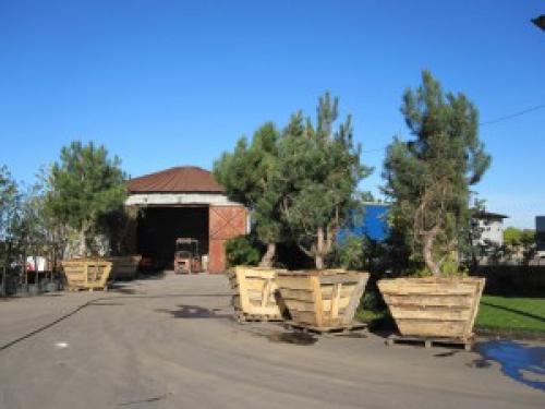 Когда лучше пересаживать ель из леса на участок. Требования туй: 03