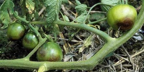 Фитоплазмоз помидор. Опасная болезнь — столбур томатов: меры борьбы с вирусом и причины его появления, профилактика возникновения