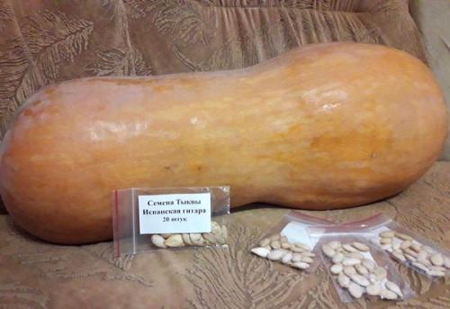 Тыква сорт, как кабачок. Лучшие сорта тыквы мускатного, твердокорого и крупноплодного вида