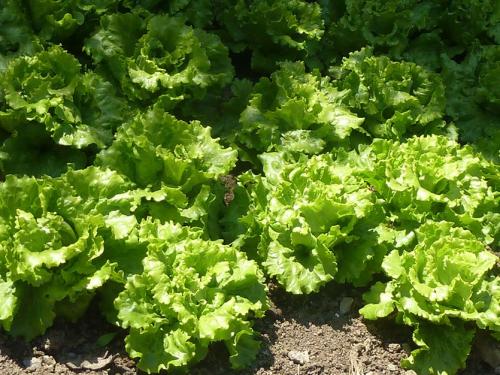 Посадка овощей весной. Ранние овощи. Не пропустите посадку!