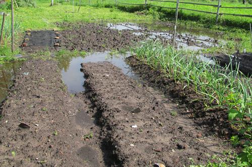 Что посадить ранней весной. Весна в огороде. Краткие инструкции по сезонным работам
