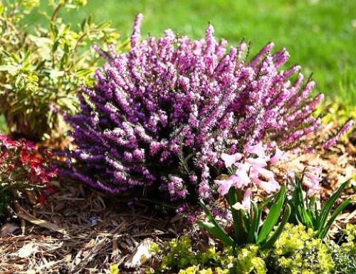 Эрика в ландшафтном дизайне. Цветение и виды