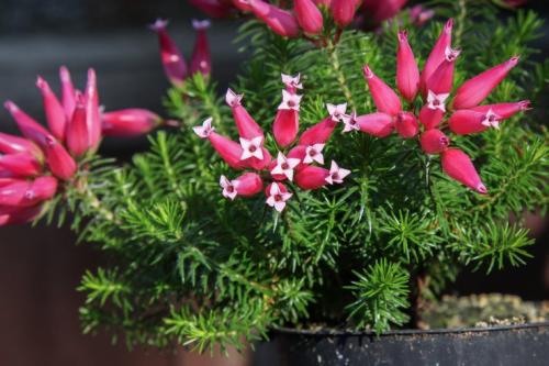 Эрика посадка и уход. Эрика