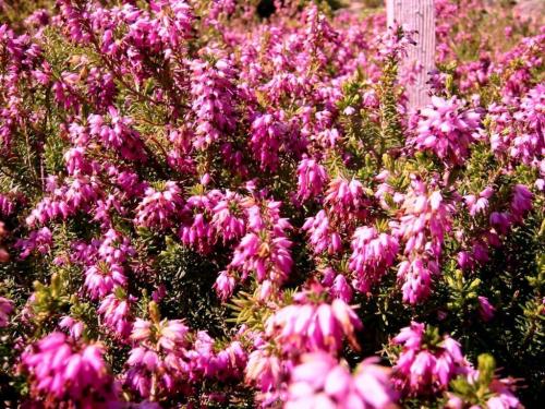 Растение Эрика укрытие на зиму. Описание растения Эрика