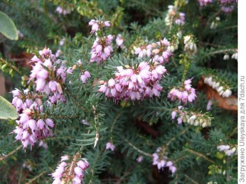 Эрика травянистая. Цветет Эрика травяная