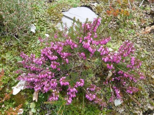 Эрика посадка и уход. Эрика