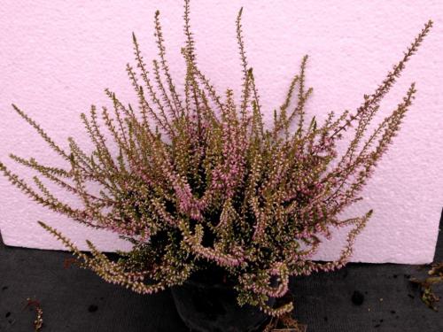 Растение Эрика укрытие на зиму. Описание растения Эрика