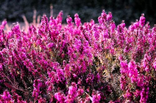 Растение Эрика укрытие на зиму. Описание растения Эрика