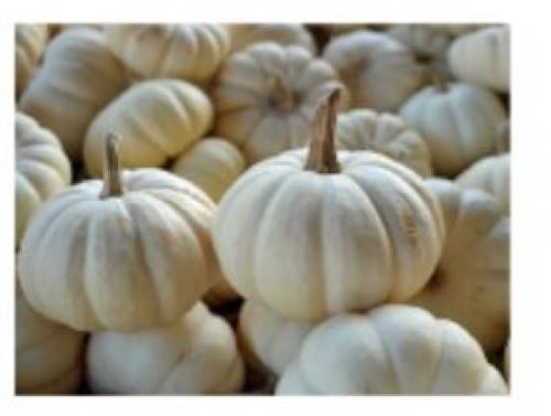 Тыква круглая зеленая. Зеленая тыква: главная информация о свойствах 07