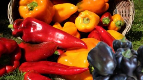 Как заготовить семена перца. Как собрать семена перца в домашних условиях: инструкция по правильной заготовке посевного материала