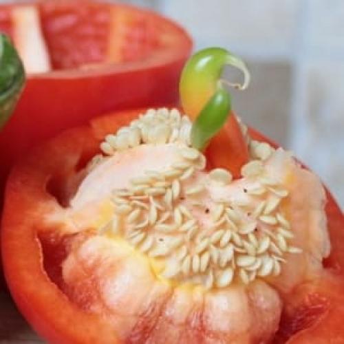 Как заготовить семена перца. Как собрать семена перца в домашних условиях: инструкция по правильной заготовке посевного материала