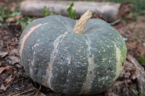 Сорт зеленая тыква. Популярные сорта мускатной тыквы
