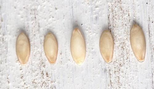 Как заготовить свои семена томатов.  Выбираем, с каких томатов будем собирать семена 09