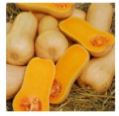 Тыква круглая зеленая. Зеленая тыква: главная информация о свойствах 06