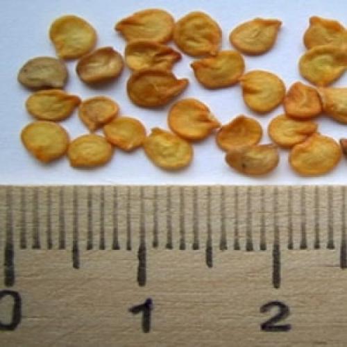 Как заготовить семена перца. Как собрать семена перца в домашних условиях: инструкция по правильной заготовке посевного материала