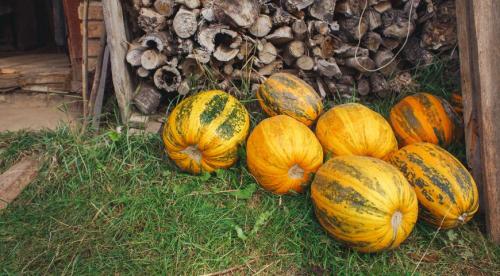 Тыква круглая зеленая. Зеленая тыква: главная информация о свойствах 14