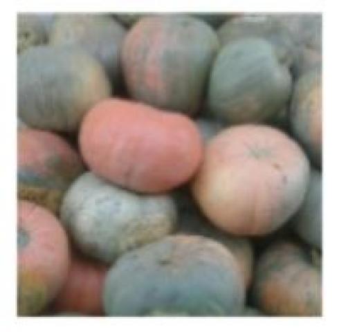 Тыква круглая зеленая. Зеленая тыква: главная информация о свойствах 04