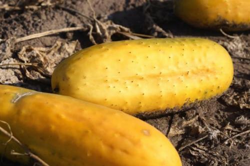 Как заготовить свои семена томатов.  Выбираем, с каких томатов будем собирать семена 07